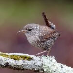 Winter Wren by Paul Rossi