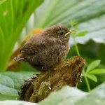 Winter Wren fledgling. Photo by Bob Scheidt, Macaulay Library at the Cornell Lab of Ornithology.