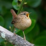 Winter Wren singing. Photo by Frode Jacobsen.