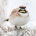 A Horned Lark in the snow. Photo by Danita Delimont, Shutterstock.