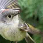 A Ruby-crowned Kinglet male. Photo by Mircea Costina, Shutterstock.