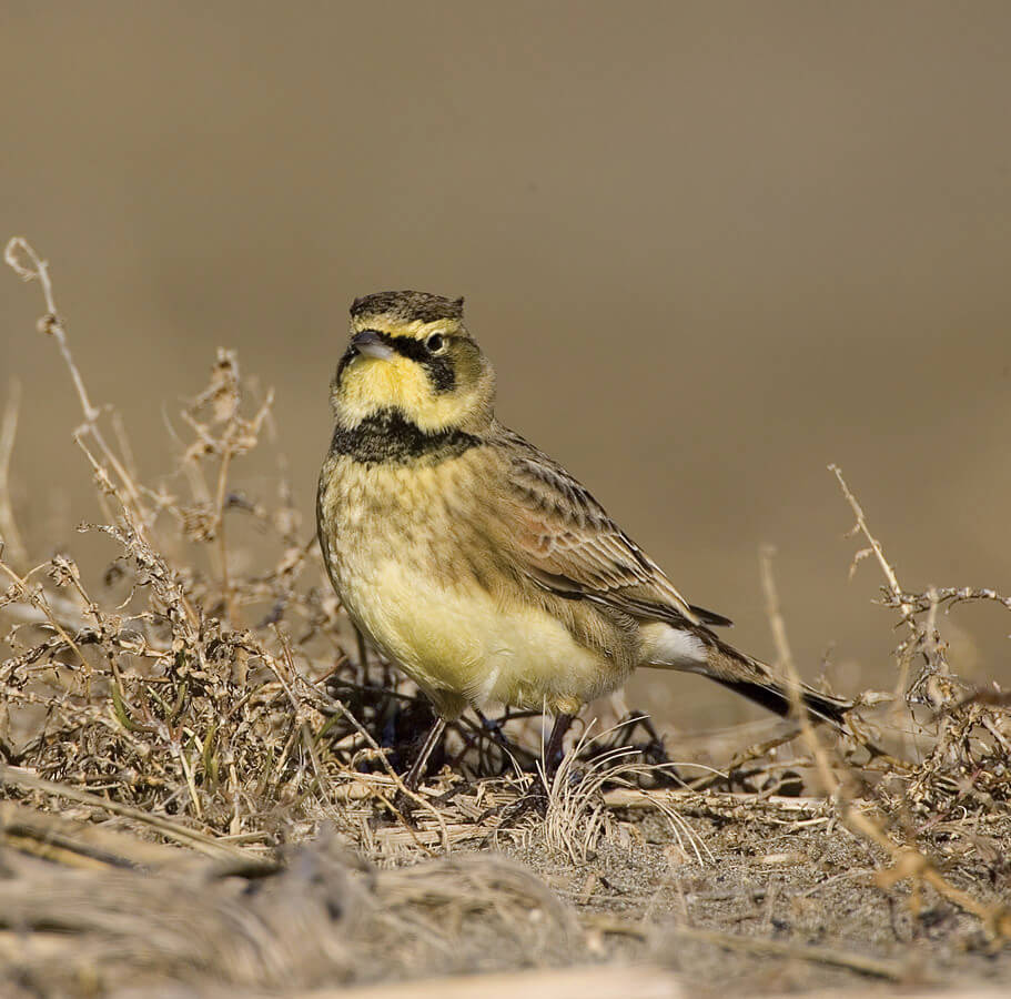 A Streaked Horned Lark. Photo by Rod Gilbert.