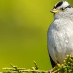 A White-crowned Sparrow. Photo by Menno Schaefer, Shutterstock.
