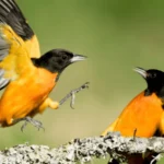 A pair of Baltimore Orioles. Photo by Agami Photo Agency.