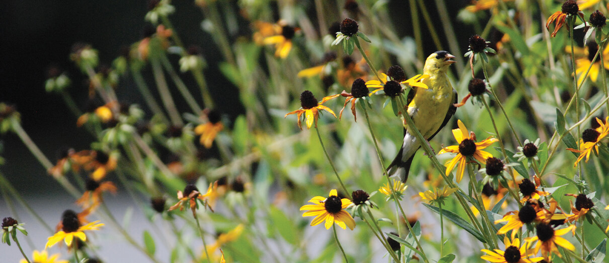 ABC Birding: Home Edition