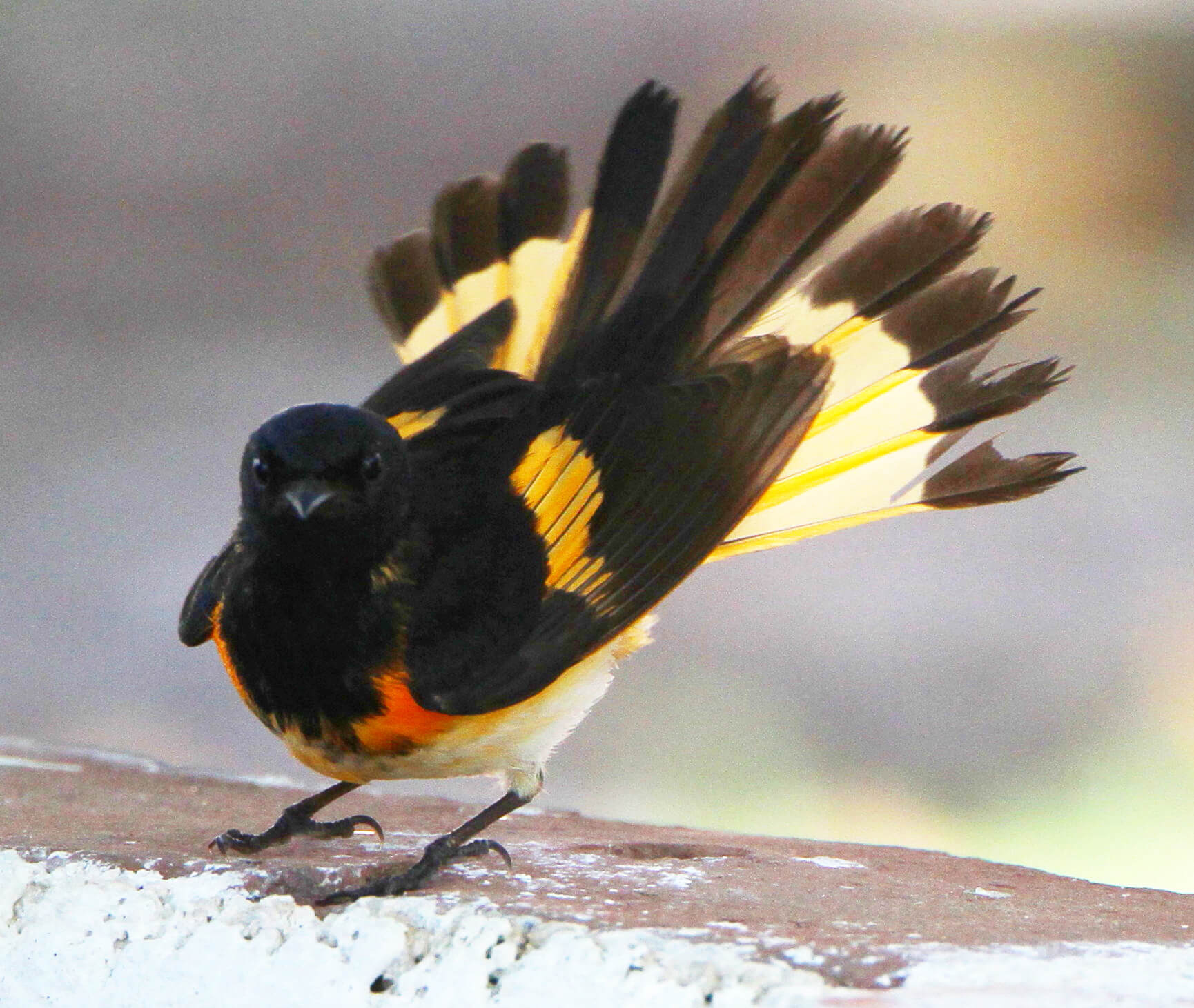American Redstart male displaying. Photo by Larry Thompson.