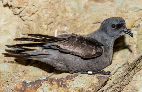shy-Storm-Petrel_Alejandra-Fabila-Blanca