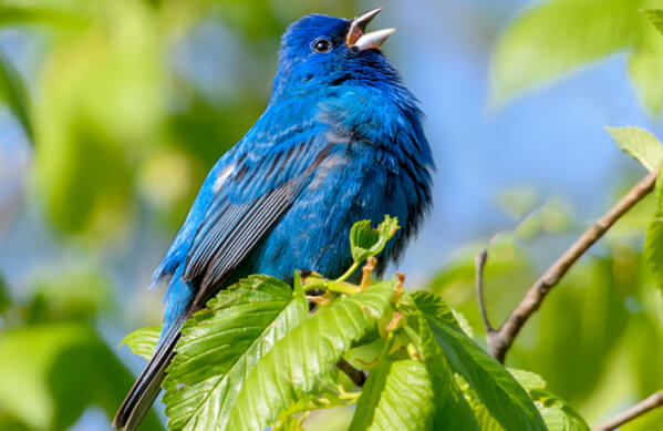 Indigo Bunting