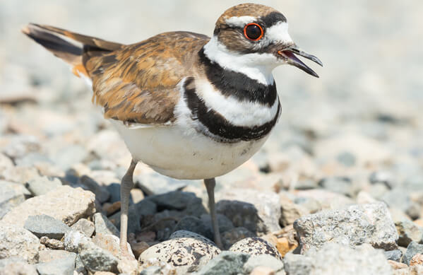 Killdeer nest on and near beaches.