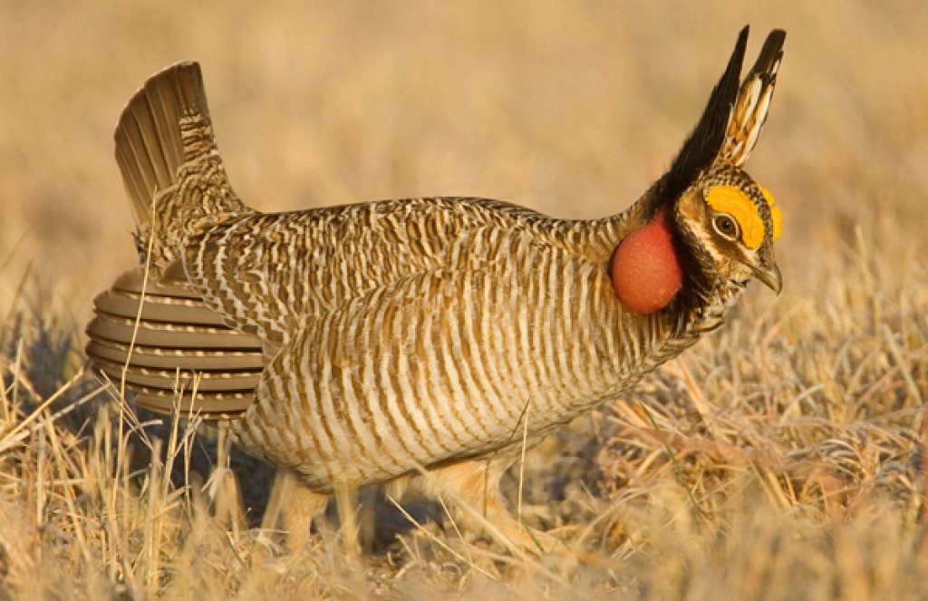 Lesser Prairie Chicken. Photo by Eleanor Briccetti.