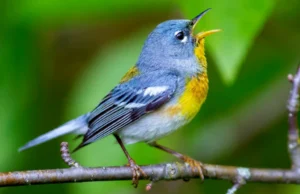 Northern Parula. Photo by Glass and Nature, Shutterstock.