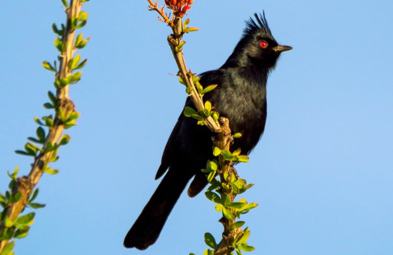 Phainopepla by Clinton Harris, Shutterstock