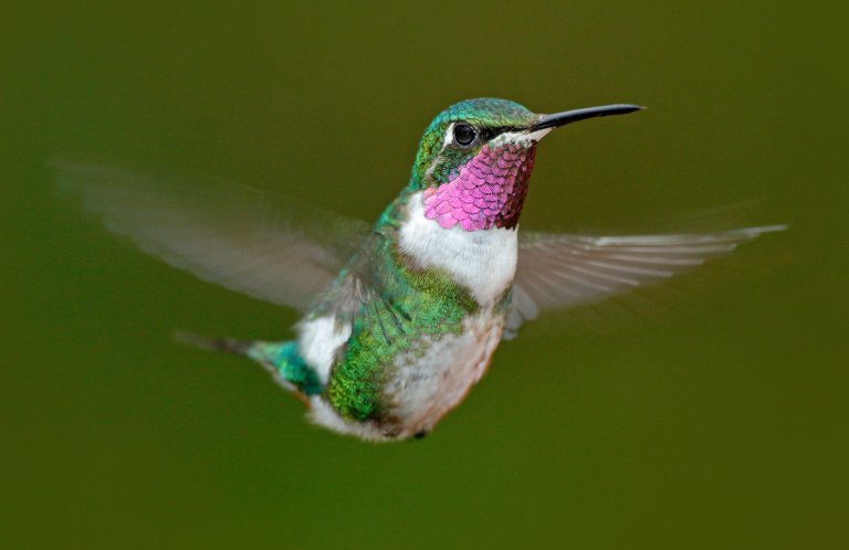 White-bellied Woodstar by Ondrej Prosicky, Shutterstock