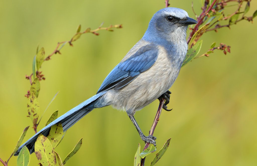 Florida Scrub-Jay by Tim Zurowski, Shutterstock