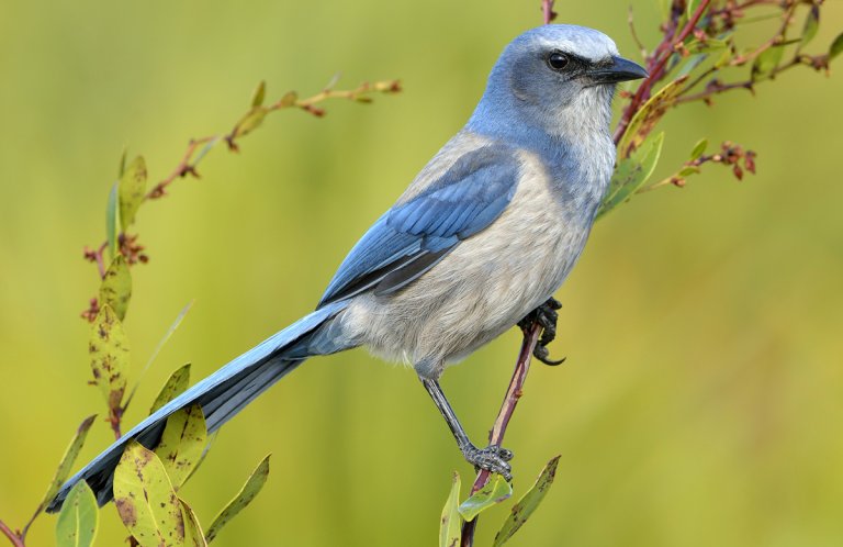 Florida Scrub-Jay by Tim Zurowski, Shutterstock