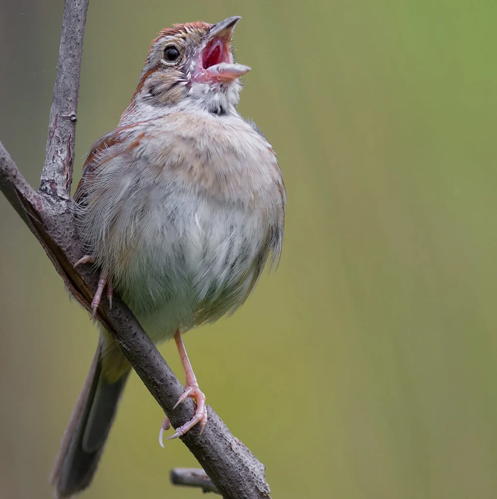 Bachman's Sparrow in song. Photo by Gary Flanagan.