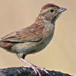 Bachman's Sparrow by Greg Lavaty