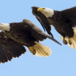 Bald Eagle pair in flight by Justin Russ/Shutterstock