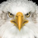 Bald Eagle by Abhijay Wilkinson/Shutterstock