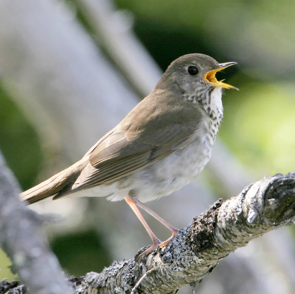 Bicknell's Thrush by Larry Master, www.masterimages.org
