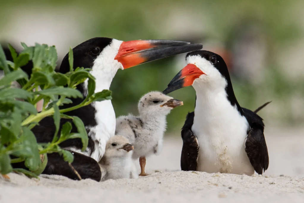 Black Skimmer pair with chicks. Photo by Harry Collins Photography, Shutterstock.