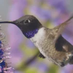 Black-chinned Hummingbird by sumikophoto, Shutterstock