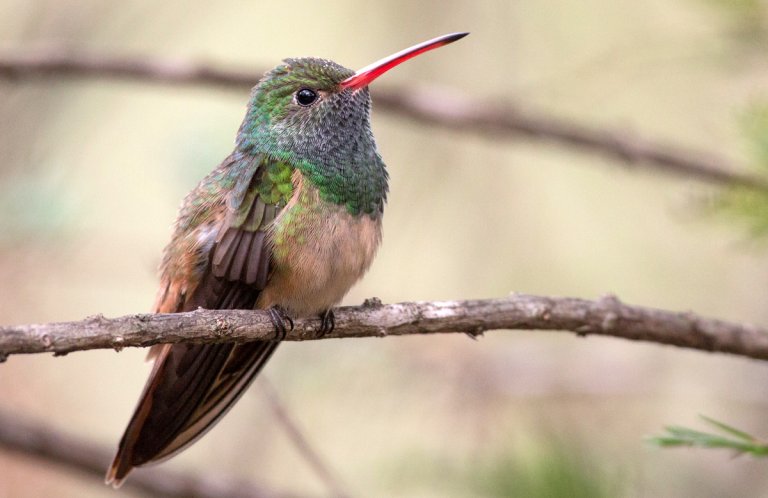 Buff-bellied Hummingbird by Ian Davies, Macaulay Library at the Cornell Lab of Ornithology