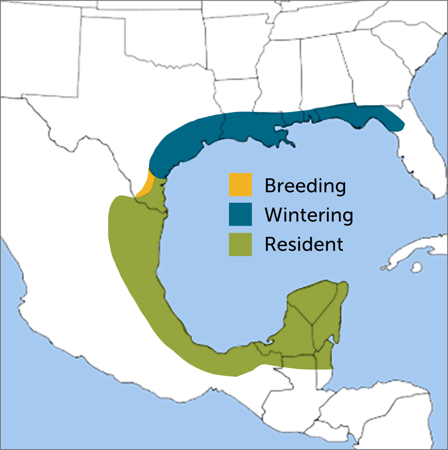 Buff-bellied Hummingbird map by ABC