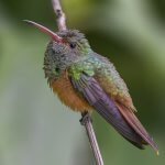 Buff-bellied Hummingbird by Carlos Echeverría, Macaulay Library at the Cornell Institute of Ornithology