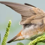 Cave Swallow at rest