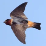 Cliff Swallow in flight
