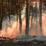 Controlled burn in progress by yelantsevv/Shutterstock