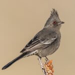 Female Phainopepla. Photo by Jason Dain, Macaulay Library at the Cornell Lab of Ornithology.