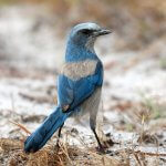 Florida Scrub-Jay by Brian Lasenby, Shutterstock