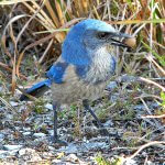 Florida Scrub-Jay by Bob Peterson, CC BY-SA 2.0