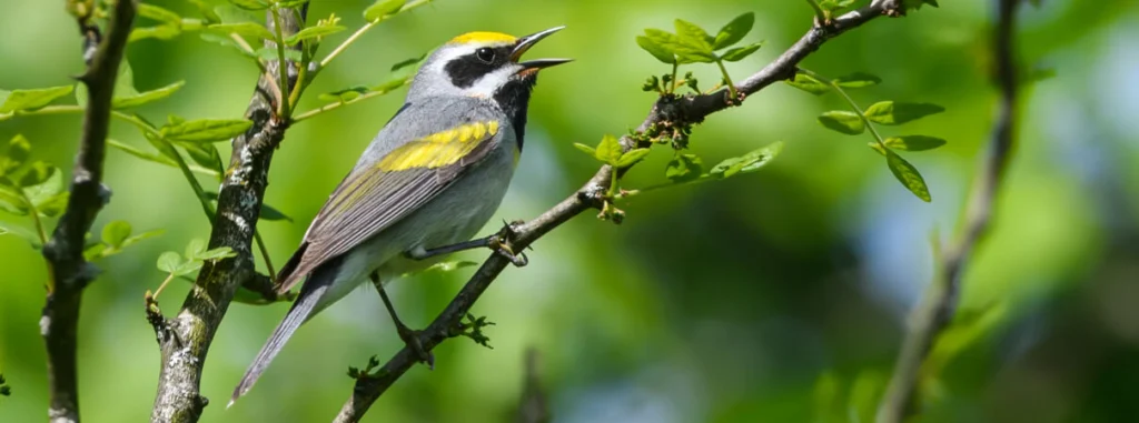 Golden Winged Warbler