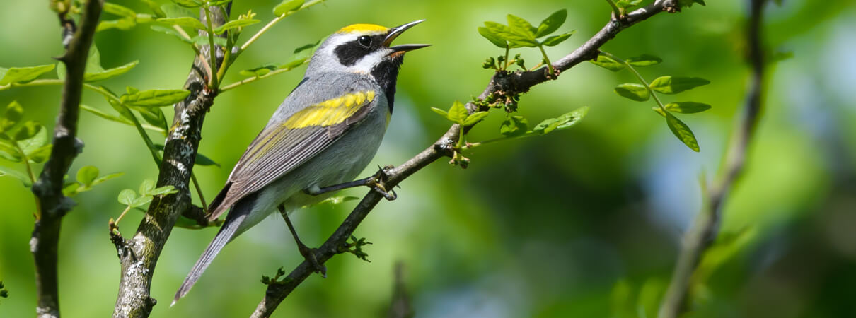Golden Winged Warbler