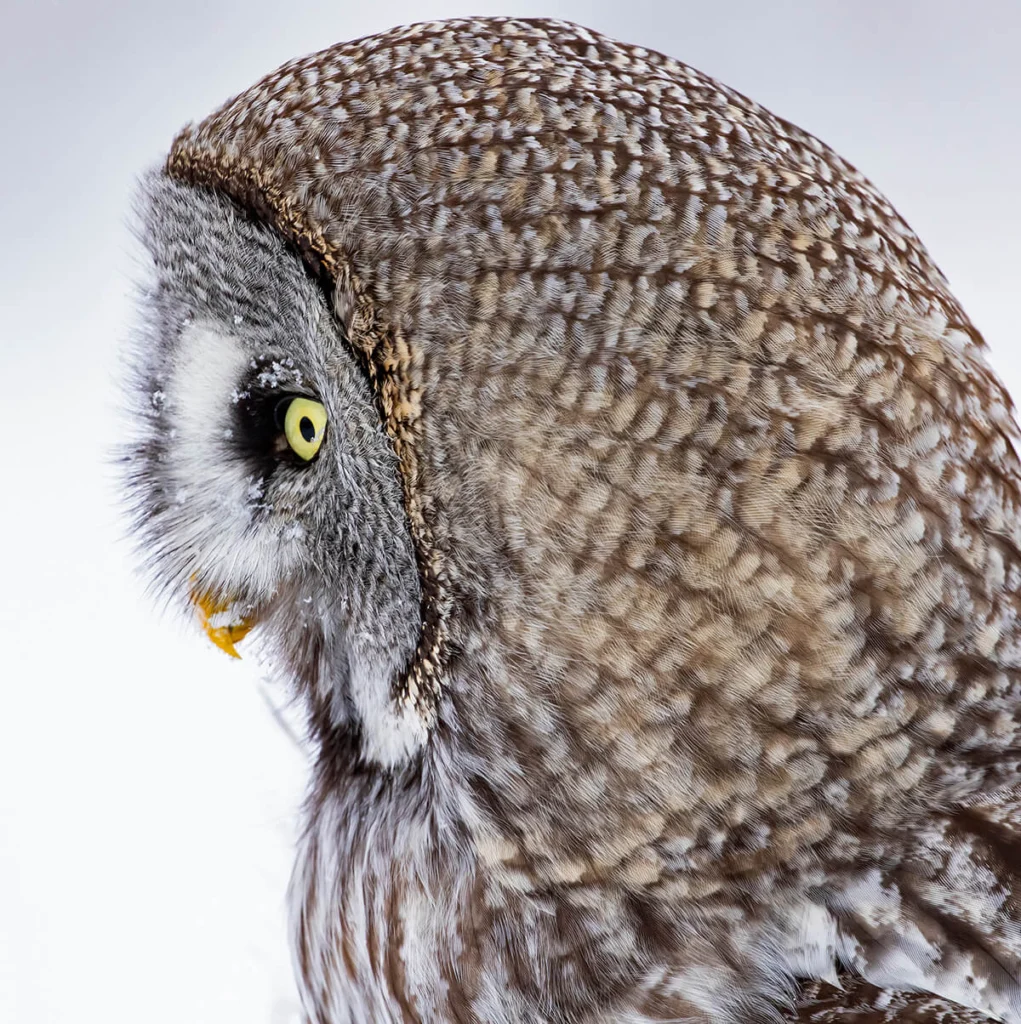 Closeup profile portrait of the Great Gray Owl. Photo by Kersti Lindstorm/Shutterstock.
