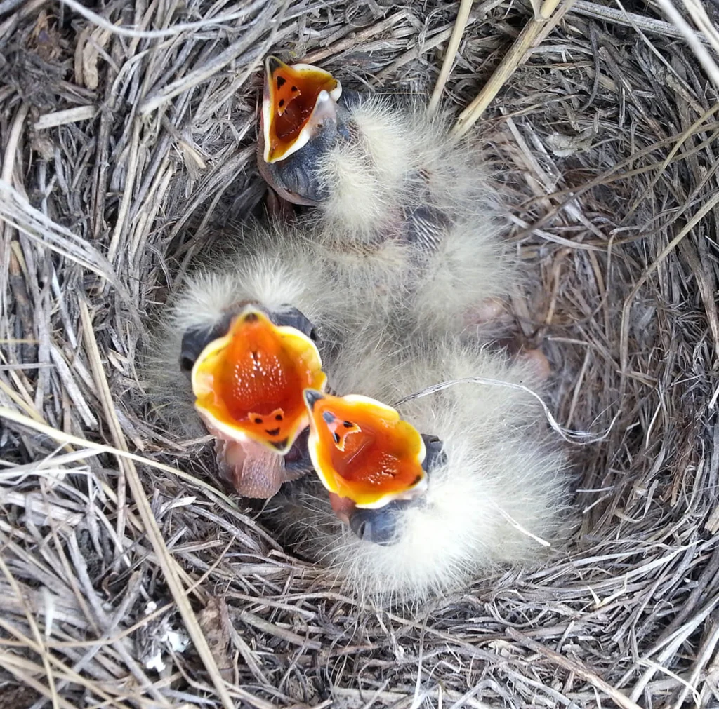 Horned Lark nestlings. Photo by Kati Fleming.