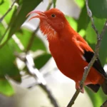 Pilina: Reflections on Relationships with Birds and the Land While Growing up in Hawai‘i