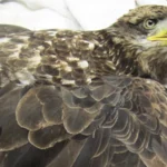 Immature Bald Eagle with lead poisoning by Marge Gibson