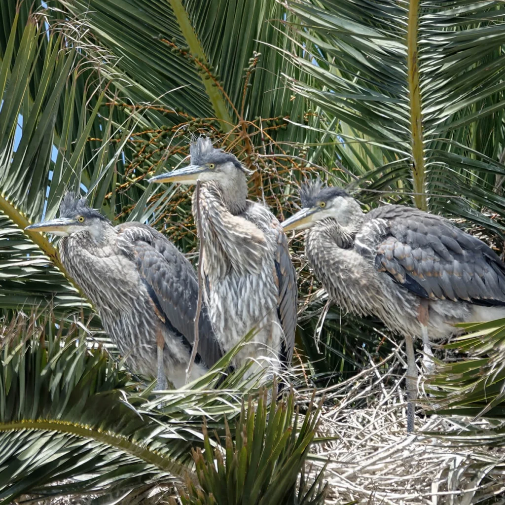 Immatures Great Blue Herons in nest by Mike's Birds, CC BY-SA 2.0