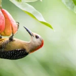 Jamaican Woodpecker. Photo by Owen Deutsch