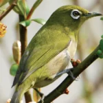 Japanese White-eye (Non-native Hawaiian Bird) by Keith Tarrier, Shutterstock