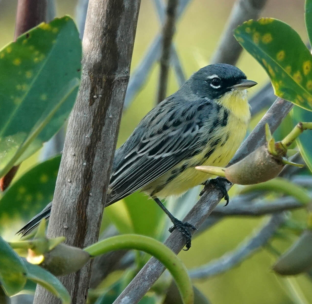 Kirtland's Warbler on wintering grounds. Photo by George Wallace.