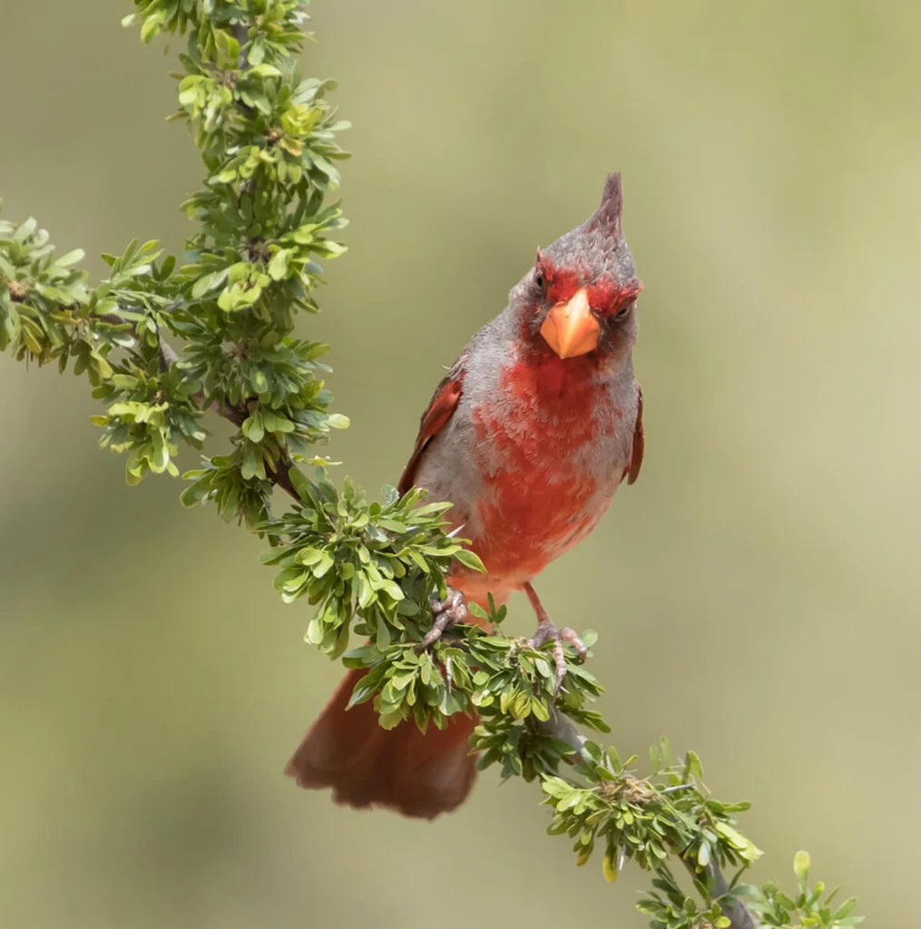 Male Pyrrhuloxia by Dennis W Donohue, Shutterstock