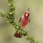 Male Pyrrhuloxia by Dennis W Donohue, Shutterstock