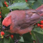 Northern Cardinal by Daniel J. Lebbin