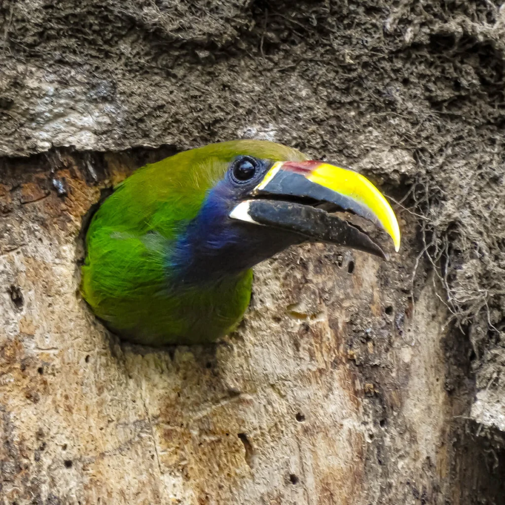 Northern Emerald-Toucanet in nest. Photo by Alexander Montero, Macaulay Library at the Cornell Lab of Ornithology