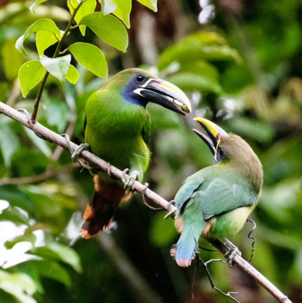 Northern Emerald-Toucanet pair. Photo by RM, Macaulay Library at the Cornell Lab of Ornithology.